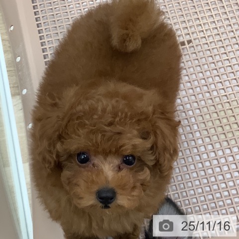 大阪府のトイプードル(トイ) (ペットプラス 鶴見店/2025年9月8日生まれ/男の子/レッド)の子犬の4枚目の画像