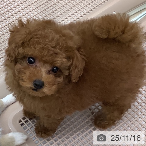 大阪府のトイプードル(トイ) (ペットプラス 鶴見店/2025年9月8日生まれ/男の子/レッド)の子犬の3枚目の画像