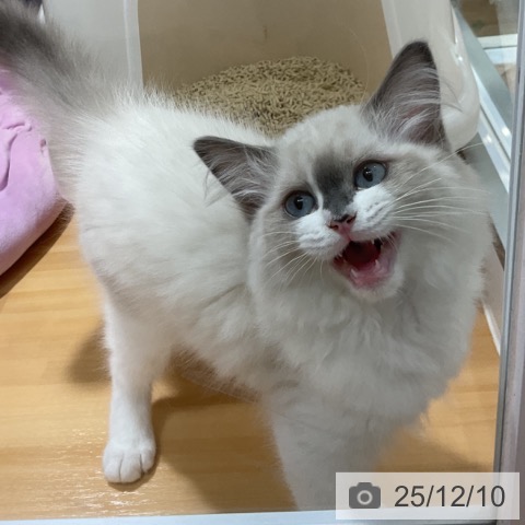 大阪府のラグドール (ペットプラス 堺鉄砲町店/2025年9月9日生まれ/男の子/ブルーポイントバイカラー)の子猫の4枚目の画像