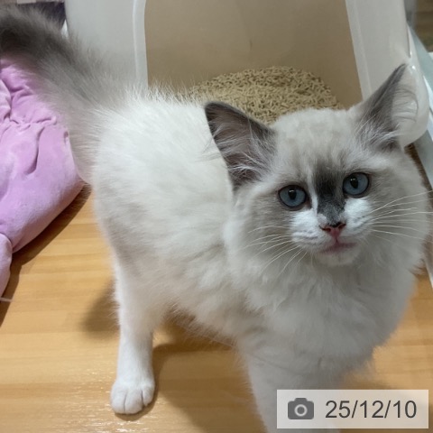 大阪府のラグドール (ペットプラス 堺鉄砲町店/2025年9月9日生まれ/男の子/ブルーポイントバイカラー)の子猫の3枚目の画像