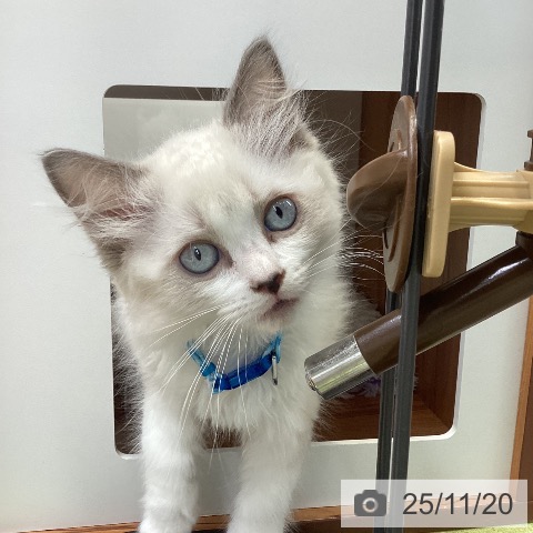 ラグドールの写真