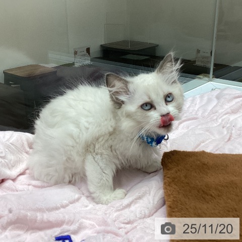 ラグドールの写真