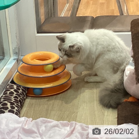 京都府のラグドール (ペットプラス イオンモールKYOTO店/2025年9月9日生まれ/男の子/ブルーポイントバイカラー)の子猫の4枚目の画像