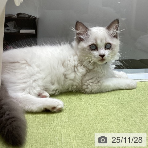 和歌山県のラグドール (ペットプラス 和歌山店/2025年9月9日生まれ/男の子/ブルーポイントバイカラー)の子猫の3枚目の画像