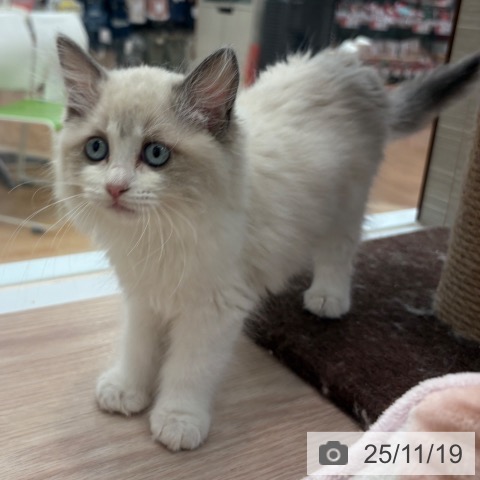 ラグドールの写真