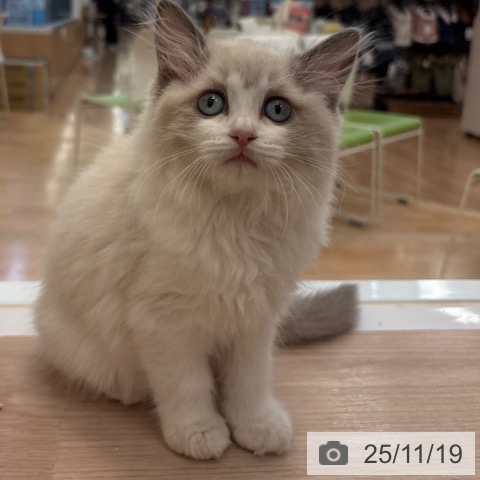 ラグドールの写真