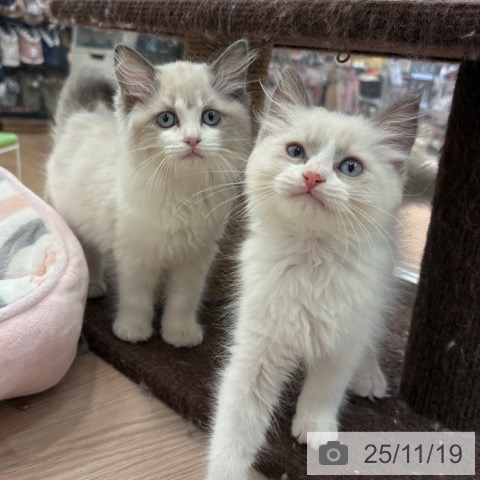 ラグドールの写真