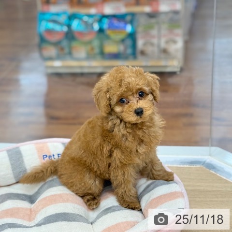 トイ・プードルの写真