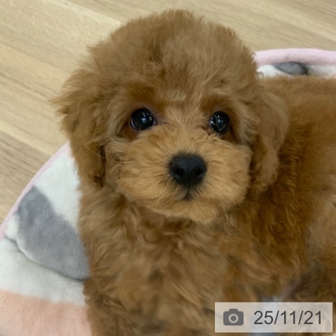 トイ・プードルの写真