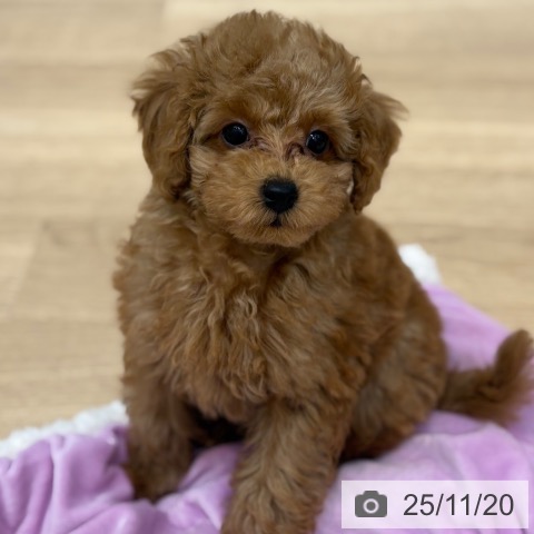 トイ・プードルの写真