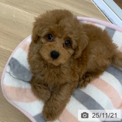 トイ・プードルの写真