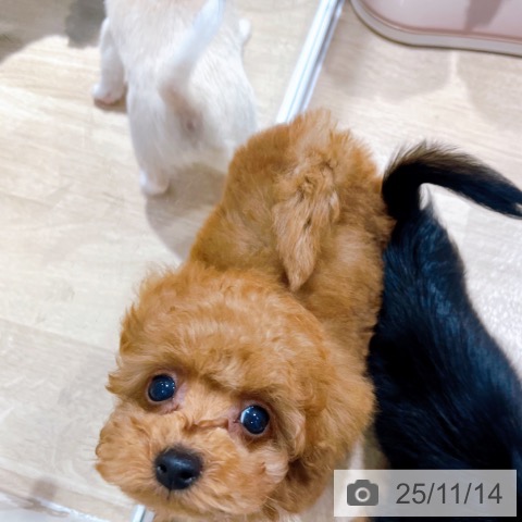 トイ・プードルの写真