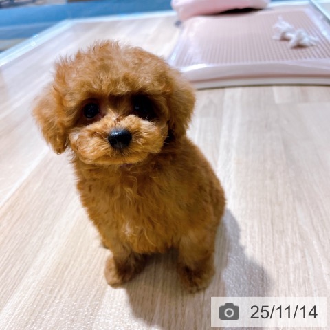 トイ・プードルの写真