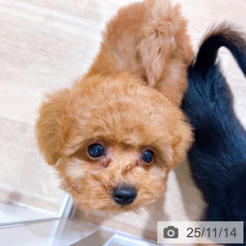 トイ・プードルの写真