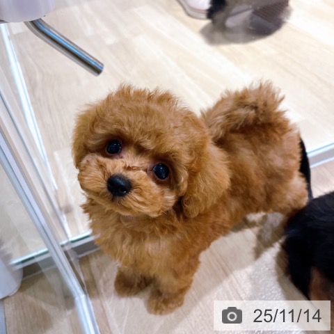 トイ・プードルの写真