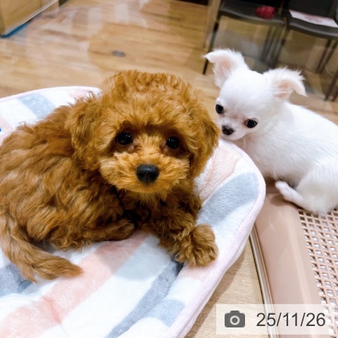 京都府のトイプードル(トイ) (ペットプラス 醍醐店/2025年9月11日生まれ/男の子/レッド)の子犬の4枚目の画像