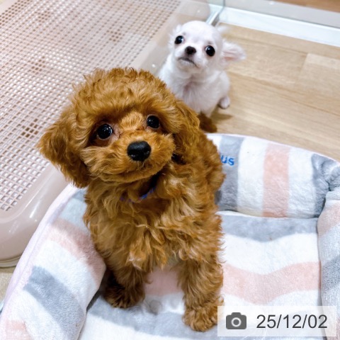 京都府のトイプードル(トイ) (ペットプラス 醍醐店/2025年9月11日生まれ/男の子/レッド)の子犬の3枚目の画像