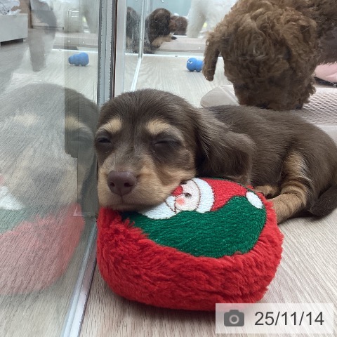 ミニチュア・ダックスフンドの写真