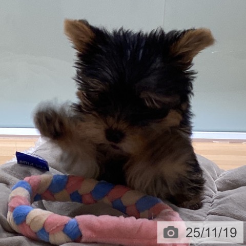 ヨークシャー・テリアの写真