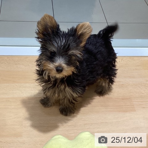 埼玉県のヨークシャーテリア (ペットプラス 与野店/2025年9月8日生まれ/女の子/スチールブルータン)の子犬の4枚目の画像