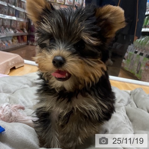 ヨークシャー・テリアの写真