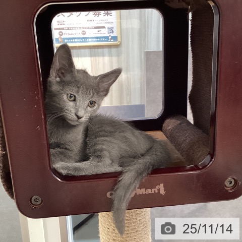 ロシアンブルーの写真