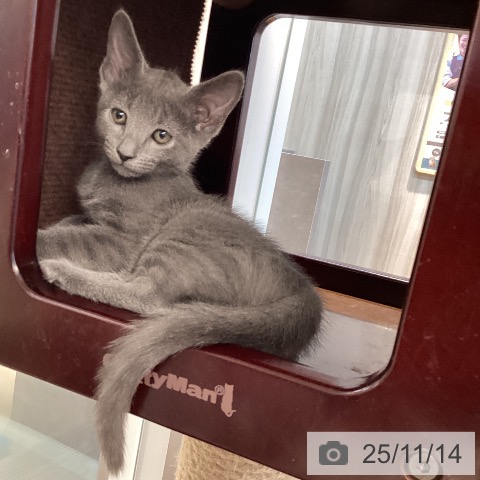 ロシアンブルーの写真