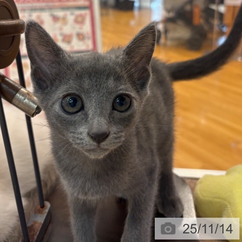 ロシアンブルーの写真