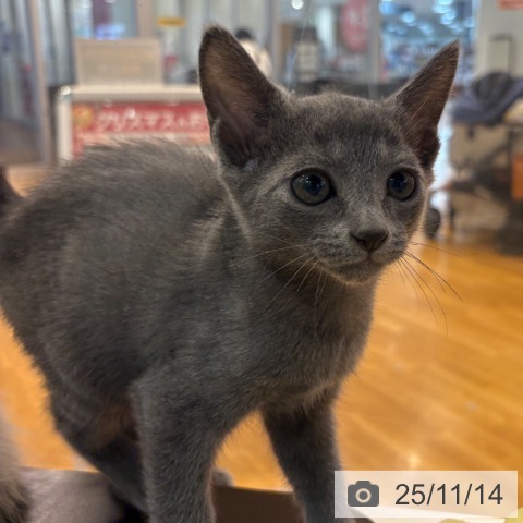 ロシアンブルーの写真