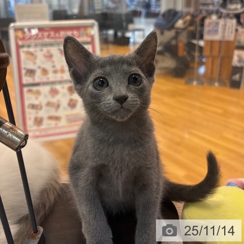 ロシアンブルーの写真