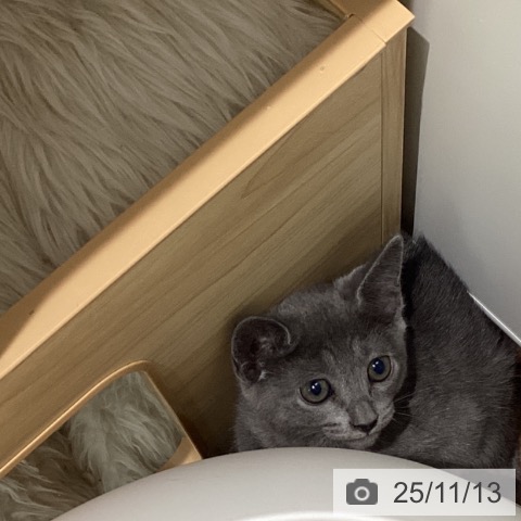 ロシアンブルーの写真