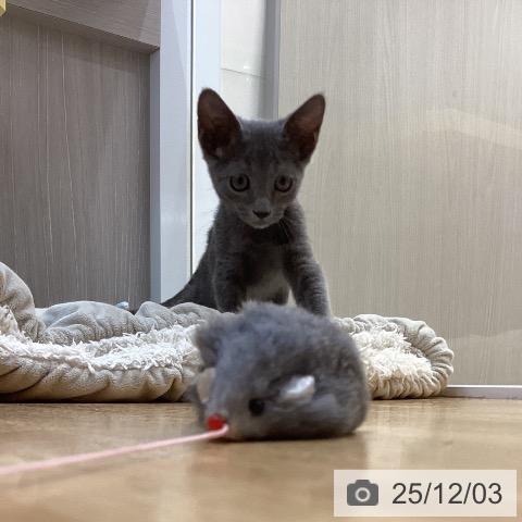 徳島県のロシアンブルー (ペットプラス 徳島店/2025年9月10日生まれ/男の子/ブルー)の子猫の4枚目の画像