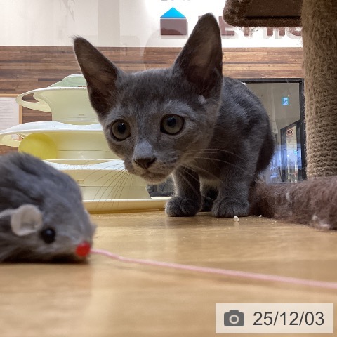 徳島県のロシアンブルー (ペットプラス 徳島店/2025年9月10日生まれ/男の子/ブルー)の子猫の3枚目の画像