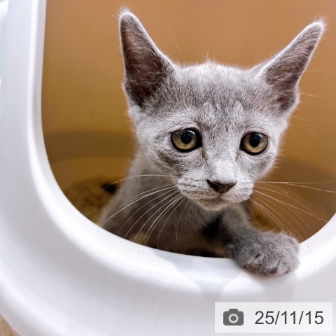 ロシアンブルーの写真