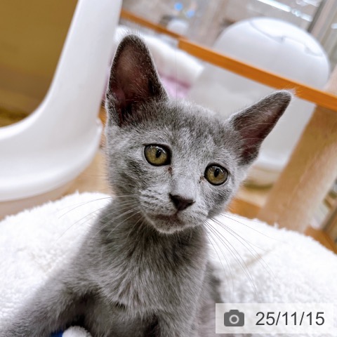 ロシアンブルーの写真