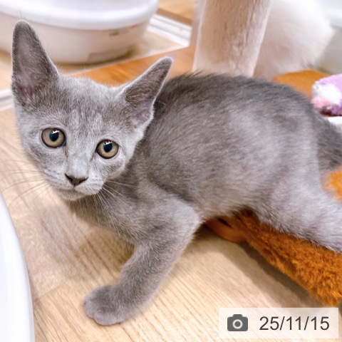 ロシアンブルーの写真