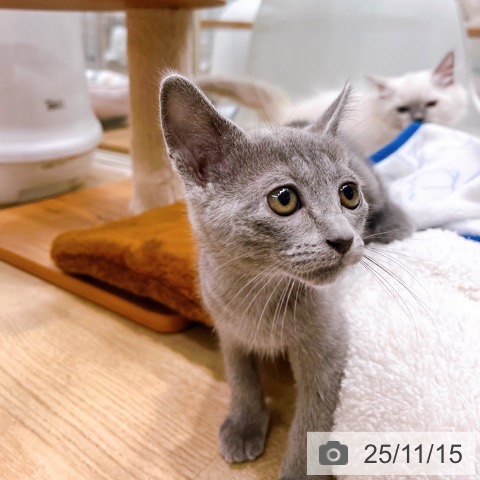 ロシアンブルーの写真