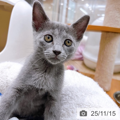 ロシアンブルーの写真