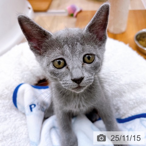 ロシアンブルーの写真