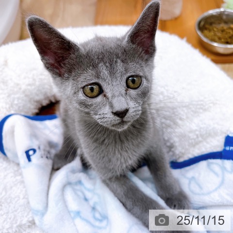 ロシアンブルーの写真