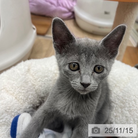 ロシアンブルーの写真