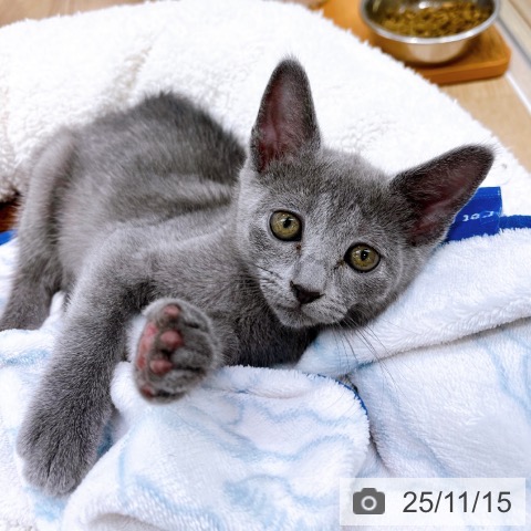 ロシアンブルーの写真