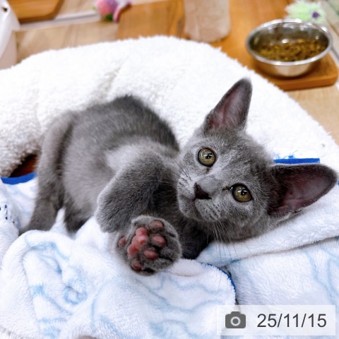 ロシアンブルーの写真