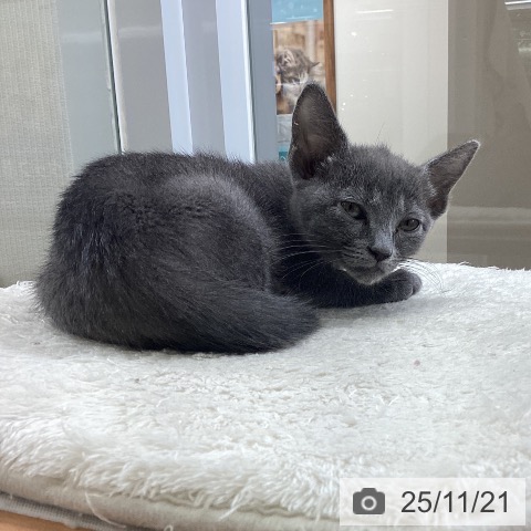 大阪府のロシアンブルー (ペットプラス ららぽーと和泉店/2025年9月10日生まれ/女の子/ブルー)の子猫の4枚目の画像
