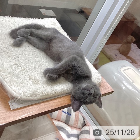 大阪府のロシアンブルー (ペットプラス ららぽーと和泉店/2025年9月10日生まれ/女の子/ブルー)の子猫の3枚目の画像