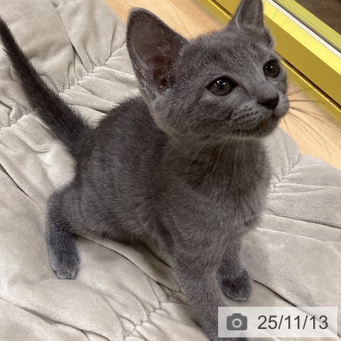 ロシアンブルーの写真