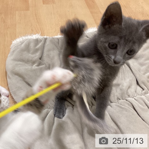 ロシアンブルーの写真