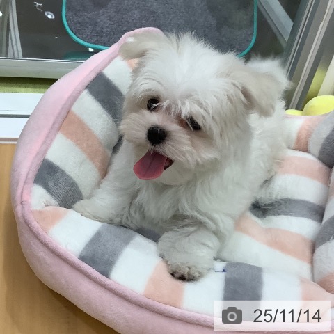 マルチーズの写真