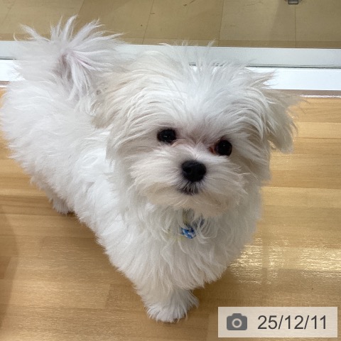 長野県のマルチーズ (ペットプラス 松本店/2025年9月9日生まれ/男の子/ホワイト)の子犬の4枚目の画像