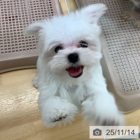 マルチーズの写真